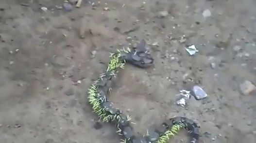 Videogram: Live boa constrictor studded with quills after porcupine attack